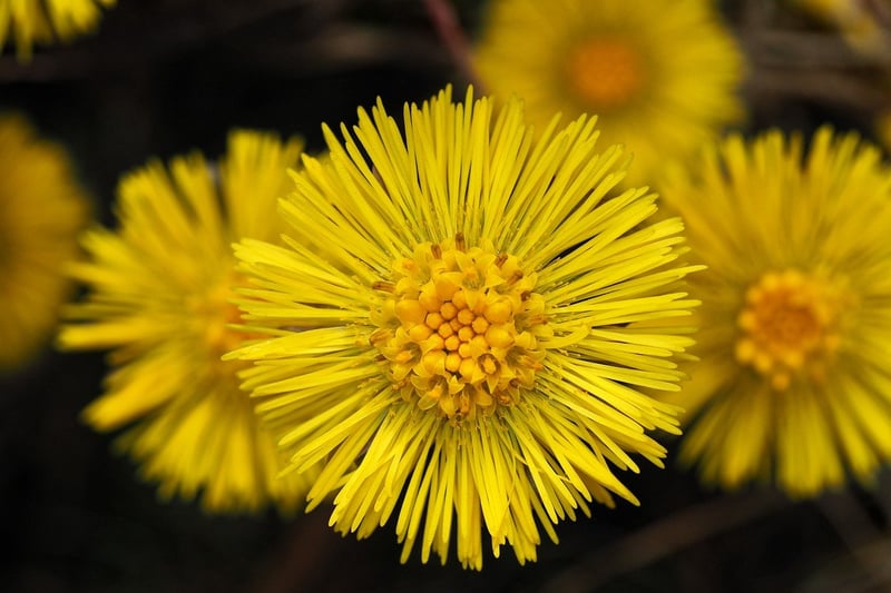 Herbal Incantations