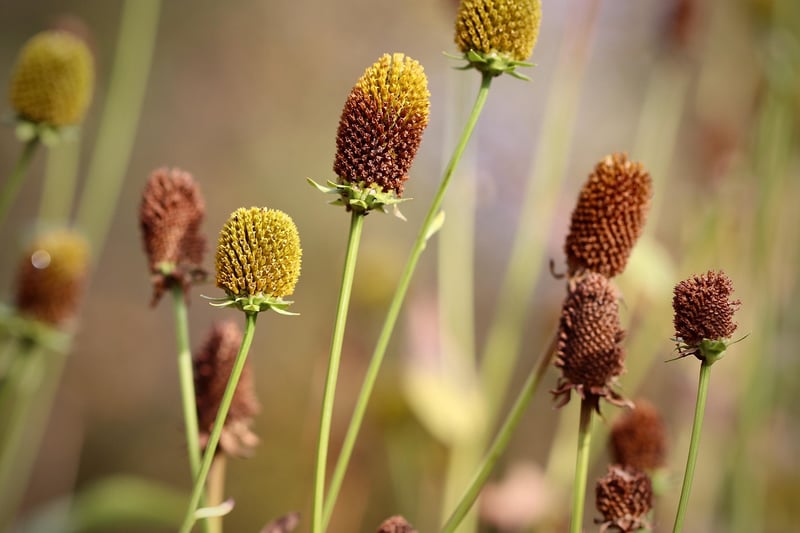 Mythical Horticulture