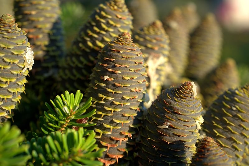 Cedar Tree